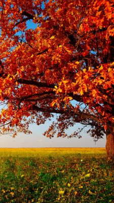 Herbstbaum mit Orangenblättern