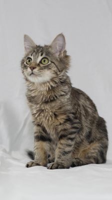 Niedliche Getigerte Katze