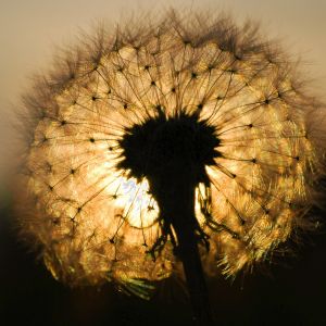 Löwenzahn bei Sonnenuntergang