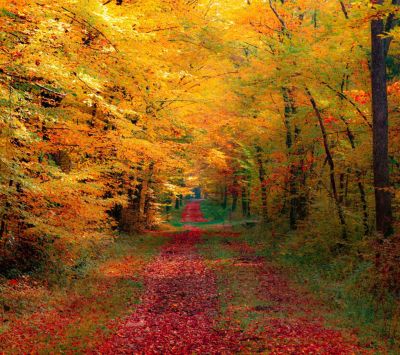 Herbstlicher Waldweg