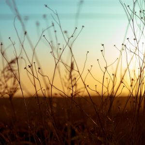 Gras-Silhouette bei Sonnenuntergang
