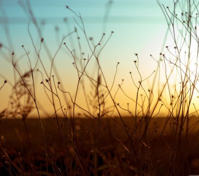 Gras-Silhouette bei Sonnenuntergang
