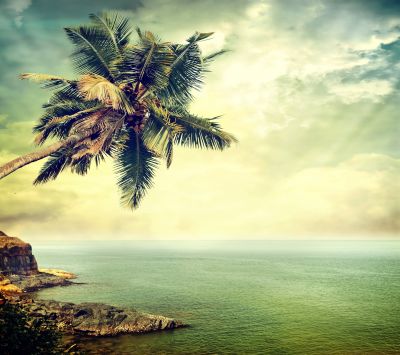 Tropische Palme am Ozean