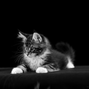 Adorable Schwarz-Weiß Kätzchen
