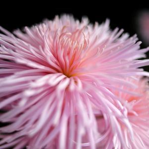Rosa Blüte Nahaufnahme