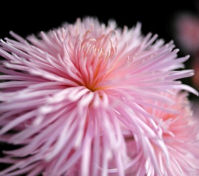 Rosa Blüte Nahaufnahme