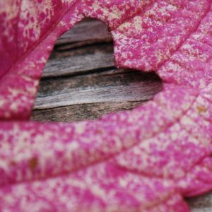 Herzförmiges Blatt
