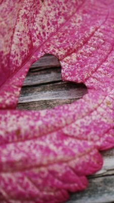 Herzförmiges Blatt
