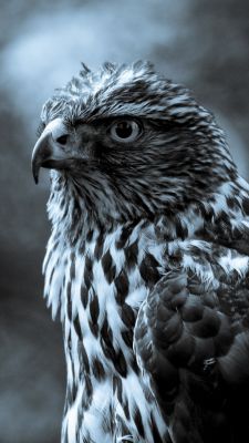 Majestätisches Falkenporträt