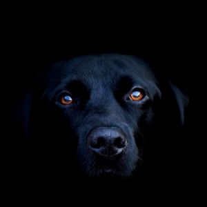 Porträt eines Schwarzen Hundes