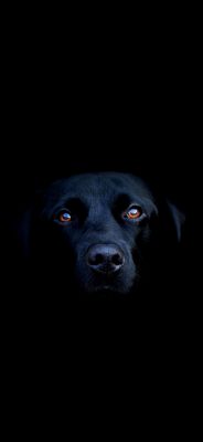Porträt eines Schwarzen Hundes