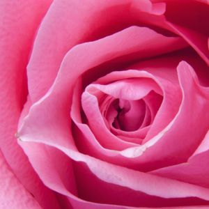 Schöne Rosa Rose