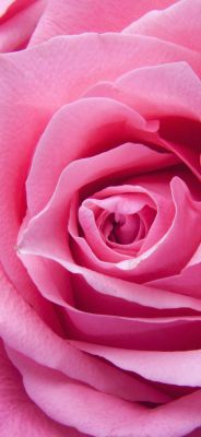 Schöne Rosa Rose