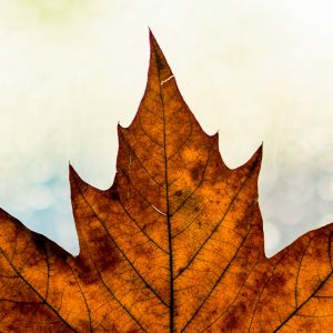 Herbst-Ahornblatt