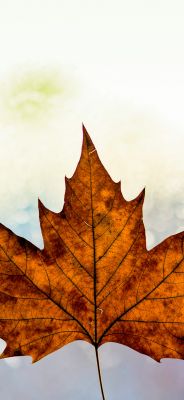 Herbst-Ahornblatt